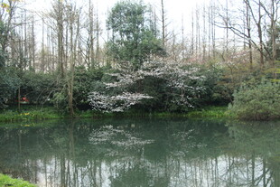 湖畔繁花映绿水