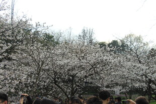 春日盛开的烂漫樱花树