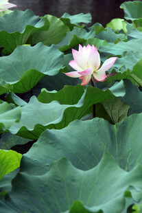 绽放的荷花与翠绿荷叶