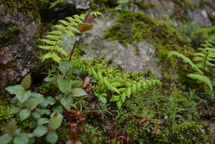 岩石上的蕨类与苔藓植物