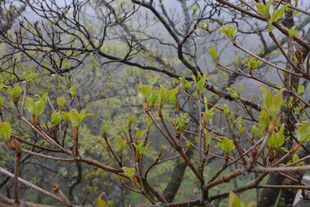 春日枝头新绿初绽