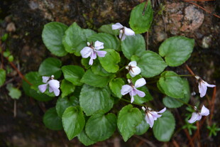 紫花绿叶的美丽地被植物