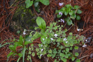 林间小花小草生机盎然