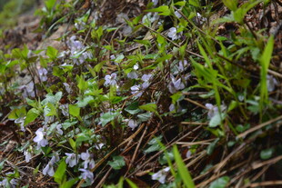 草丛中的紫色小花