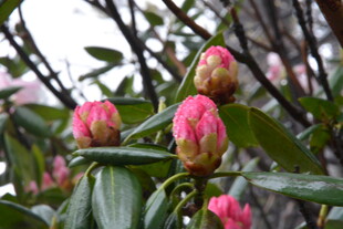 含苞待放的艳丽山茶花