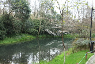 河畔绿树成荫的自然景致