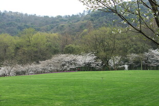 春日草地旁盛开的烂漫樱花