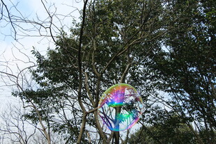 彩色风筝挂在树林间