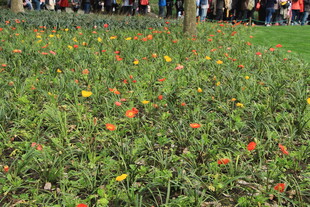 多彩花丛吸引众多人群