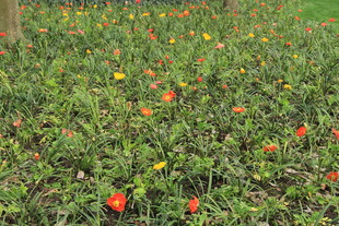 多彩花丛绽放生机