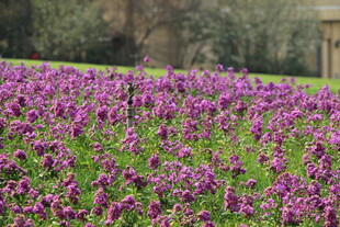 紫色花海绽放迷人景致