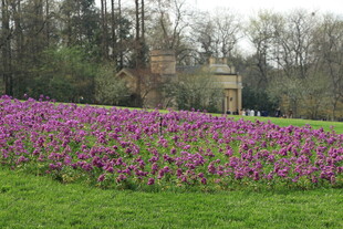 紫色花海中的林间小屋