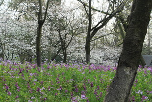 春日繁花树林美景