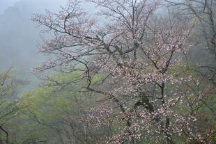 雾中绽放的粉嫩樱花树