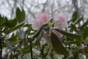 枝头绽放的粉嫩杜鹃花