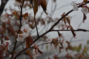 枝头残叶伴新花