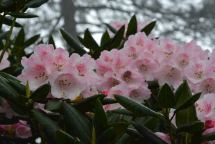 盛开的粉色杜鹃花