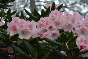 盛开的粉色杜鹃花