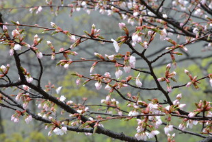 枝头绽放的粉嫩花朵