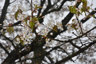 枝头新绿伴繁花