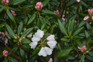 绿叶间绽放的白色花朵
