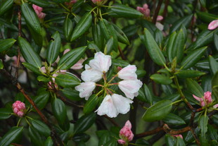 绿叶间绽放的白色花朵