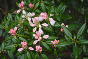 粉色小花绽放绿叶间