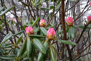 枝头绽放的粉嫩杜鹃花