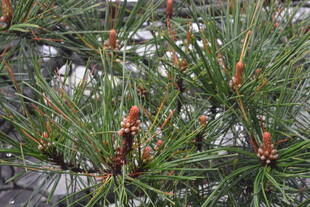 松树枝上的新生松果