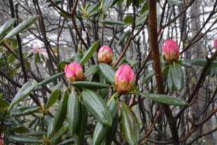 枝头绽放的娇艳粉色花朵