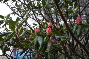 枝头绽放的娇艳粉色茶花