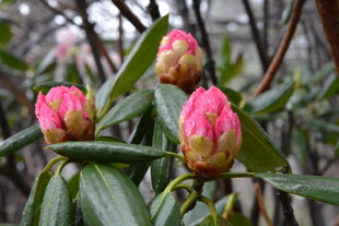 娇艳山茶花骨朵初绽