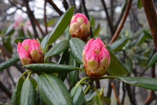 娇艳欲滴的山茶花骨朵