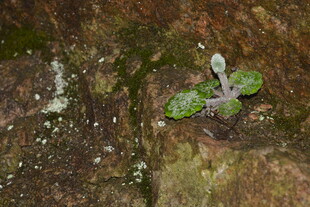 岩石缝隙中的嫩绿小植物