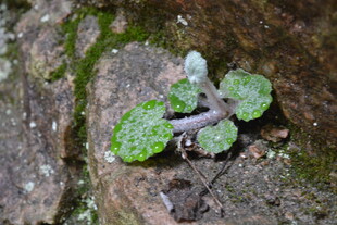 岩石上的嫩绿小植物