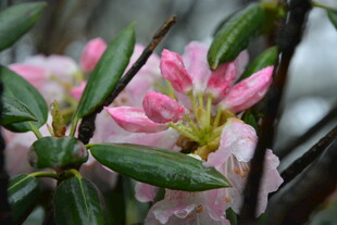 娇艳欲滴的粉色花卉绽放