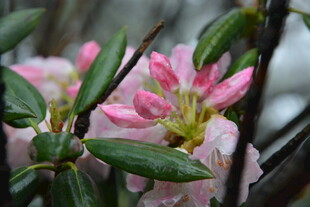 雨中绽放的娇艳杜鹃花