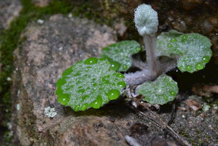 嫩绿带斑小植物特写