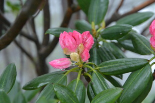 娇艳粉色杜鹃花绽放