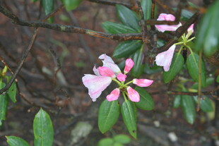 粉色绽放的美丽花卉