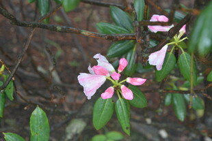 娇艳粉色杜鹃花绽放