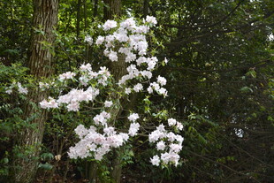 枝头繁花绽放于林间