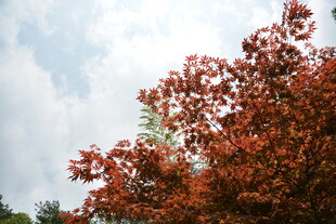 秋日红枫映蓝天