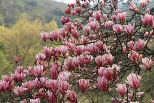 盛开的粉色玉兰花