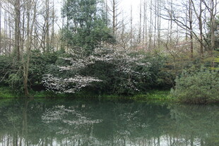 湖畔繁花映绿水