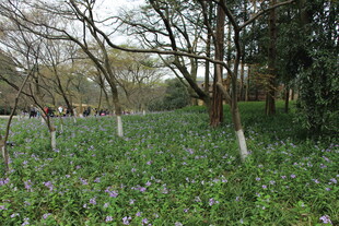林间蓝花绽放的春日景致