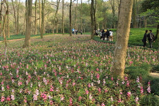 林间繁花盛开的美丽景致