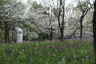 樱花丛中的白色雕像景观