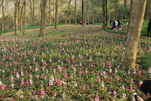林间烂漫花海迷人景象