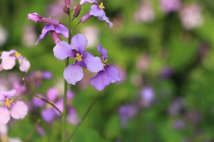 紫色小花绽放于绿野间